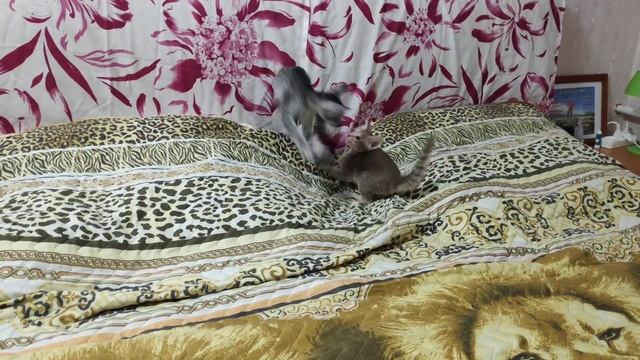 Белка и Буська) смотреть онлайн