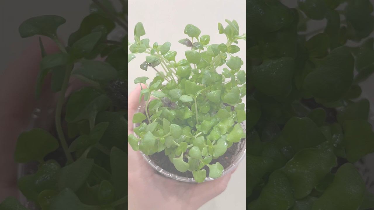 ЛИМОННЫЙ БАЗИЛИК взошел за 3 дня  | ПЕРЕСАДКА базилика | Базилик из семян  | БЫСТРЫЕ ВСХОДЫ