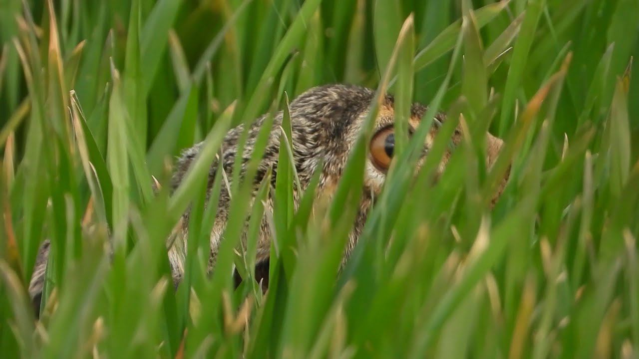 Заяц надёжно спрятался, но хищники начеку! смотреть онлайн