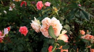 Роз Эприкот Скай (Apricot Sky). Мои новые розы. Обзор цветения - две волны.