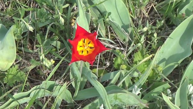 ДИКИЕ ТЮЛЬПАНЫ НА КОЯШСКОМ ОЗЕРЕ / Крым 2017 смотреть онлайн