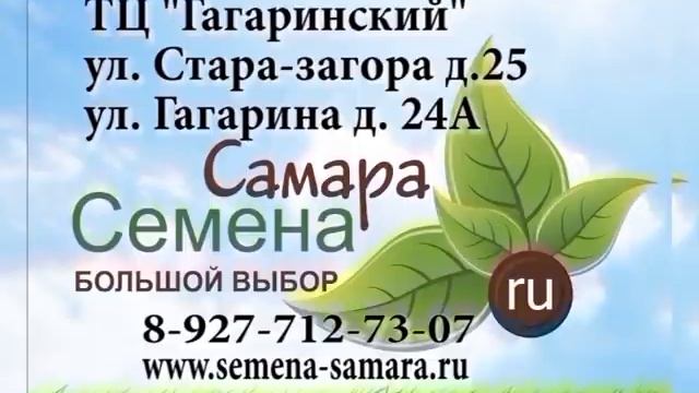 Дачные советы Галины Старосельцевой Август 27-2020 смотреть онлайн