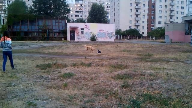 новое слово в дрессировке 1 (Потап набирает собак для воспитания) смотреть онлайн