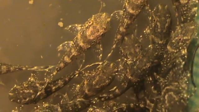 анциструс L180 смотреть онлайн