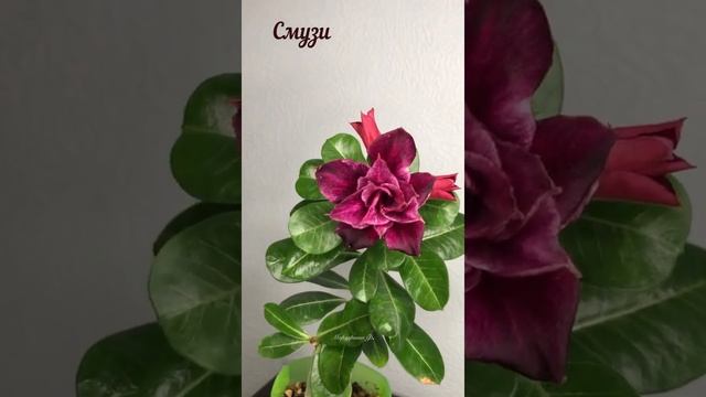 Адениум. Цветение сорта СМУЗИ