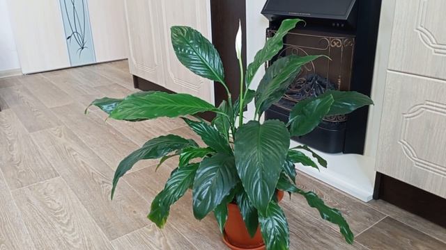 ?Красавчик Спатифиллум? смотреть онлайн
