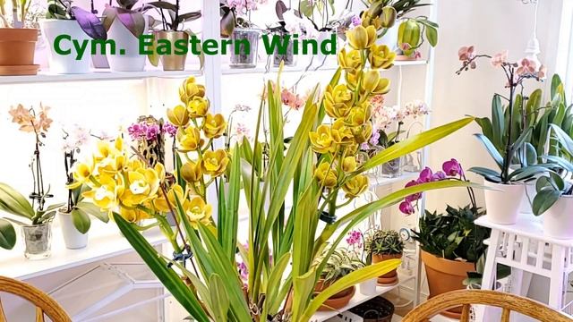 Цветение Цимбидиума и Ангулокасты Апрель-Май 2022 смотреть онлайн