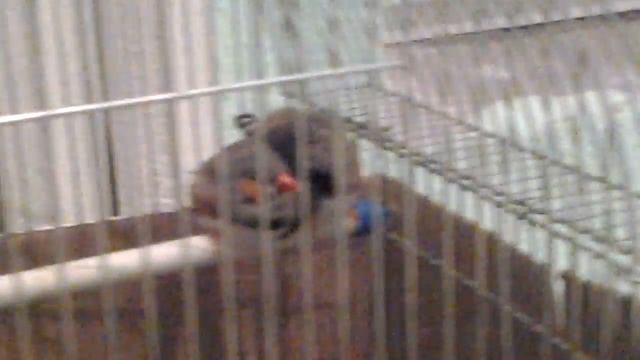 Как спят птицы с малой Азии смотреть онлайн