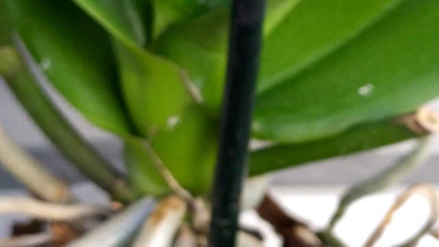 Новая орхидея. Клеопатра Бабочка-ПЕЛОРИК. смотреть онлайн