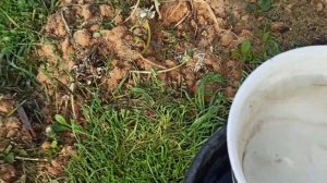 Поливаем голубику электролитом  Подкисляем почву