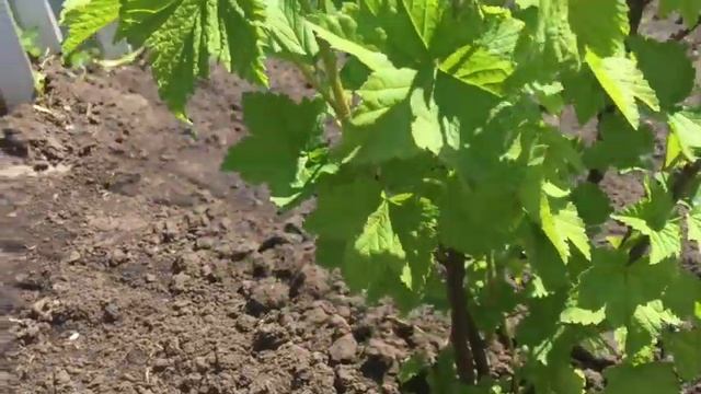 ЧЕМ ПОДКОРМИТЬ ОГУРЦЫ/ПОДКОРМКА ОГУРЦОВ ПЕРЕКИСЬЮ ВОДОРОДА 3%/НАШАТЫРНЫЙ СПИРТ смотреть онлайн