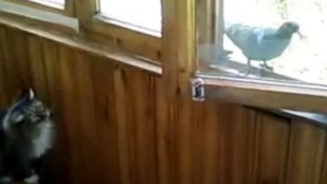 мой кот поймал голубя смотреть онлайн