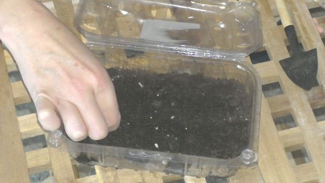 Как посеять эустому смотреть онлайн