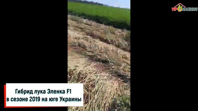 Гибрид лука Эленка F1 в сезоне 2019 на юге Украины смотреть онлайн