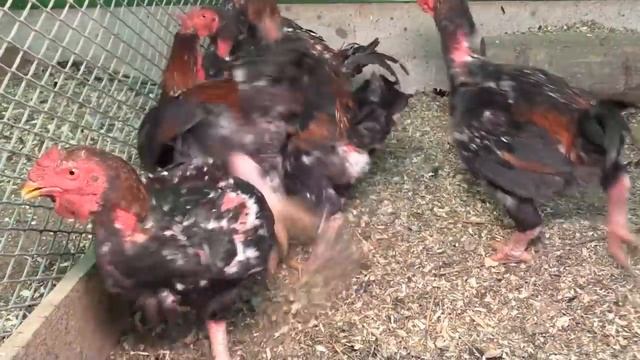 ОБЗОР ЖИЗНИ