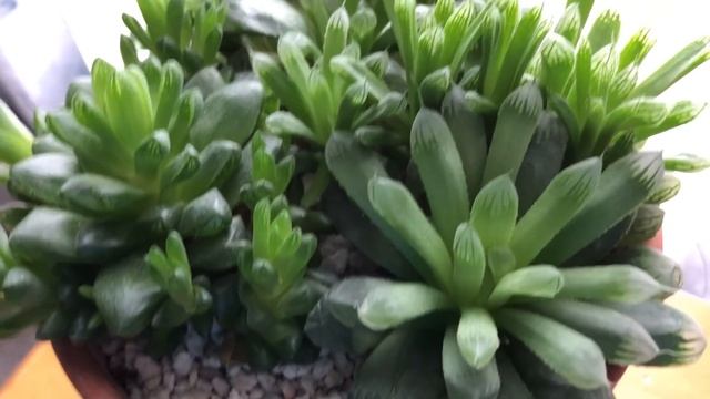 How to Care for Haworthia cooperi v. pilifera смотреть онлайн