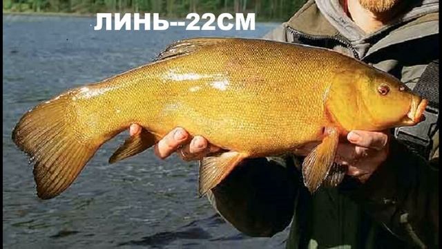 Законы о рыбалке 2020..Какая рыба не подлежит штрафу. С линейкой на рыбалку.Карп.Щука.Сом.Судак. смотреть онлайн