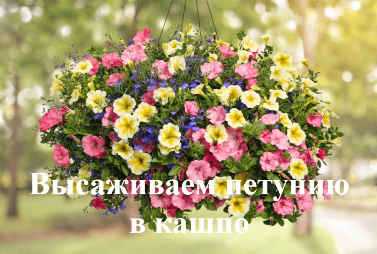 Как всаживать петунию в кашпо. Высаживаем рассаду петунии в кашпо смотреть онлайн