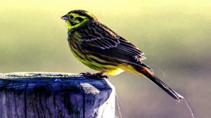 Красивое пение Овсянки