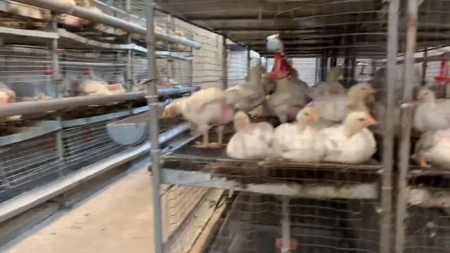 Выращивание 500 шт. бройлера у себя на участке, бизнес на бройлере, все о бройлере. смотреть онлайн