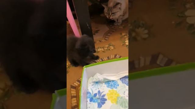 Кошка и чужой котенок. Знакомство смотреть онлайн