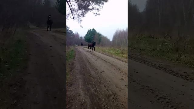 Лошади на свист бегут смотреть онлайн