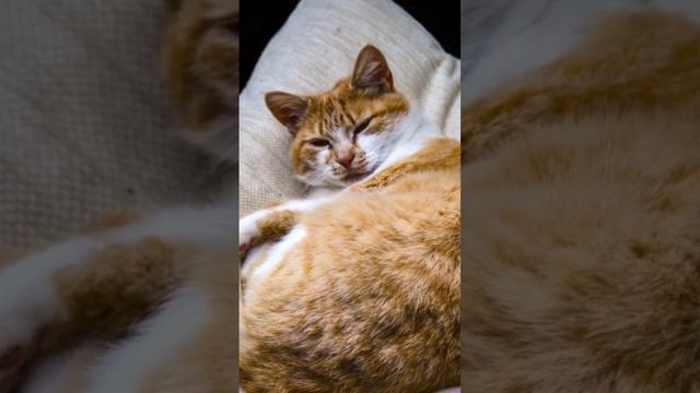 Что означают позы для сна у кошек #кошка #факты #питомцы #кот #котик #котики #фактыокошках смотреть онлайн