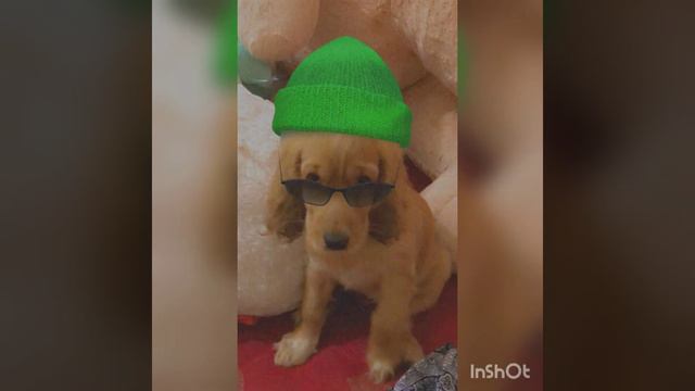 The life of Luna🐕(featuring Erica Hlawndo) смотреть онлайн