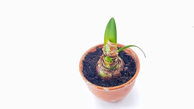 Growing and Caring for Amaryllis Lily plant смотреть онлайн