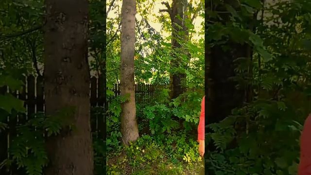 Клип на авторское стихотворение "Как много в мире опасений" смотреть онлайн