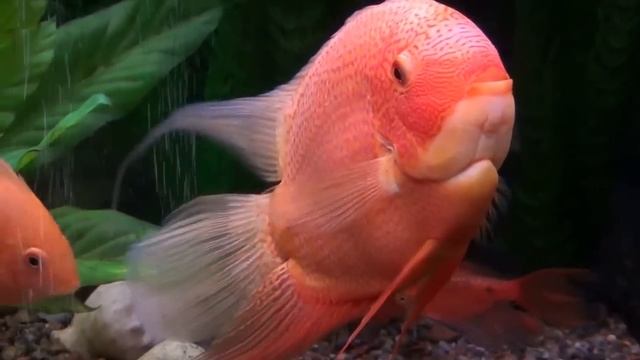 Цихлазома северум 