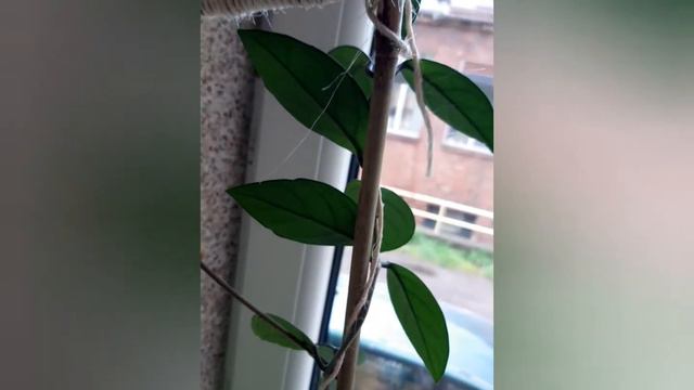 Эпипремнум Неон, Хоя Карноза, Хоя Кумингиана смотреть онлайн