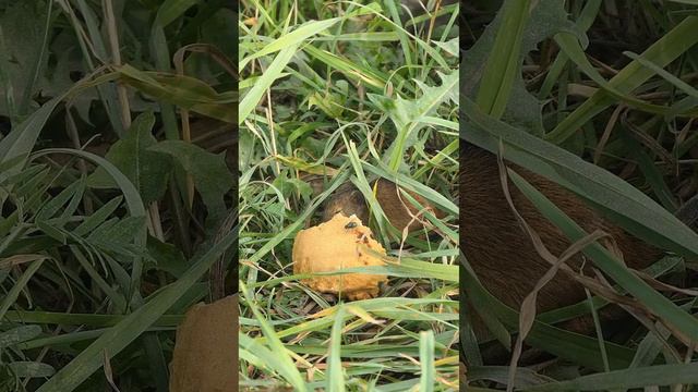 Грызуны: полевая мышь и крыска делят булочку