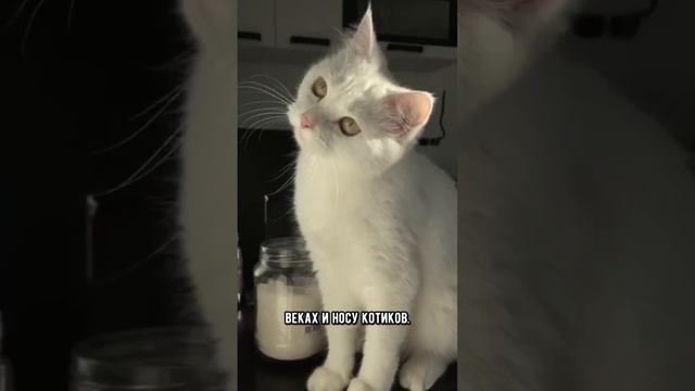 6 фактов про белых кошек, которые ты точно не знал #коты #кот #shorts смотреть онлайн