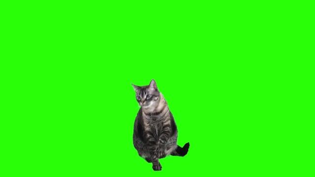 Green screen cat смотреть онлайн