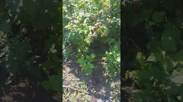 Похвалинка. Особенности сорта. смотреть онлайн