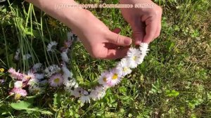Венок из полевых цветов своими руками. Как плести венок на голову. Wreath of flowers