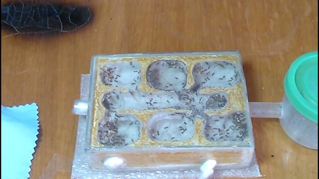 Муравьиная ферма. Ответы на вопросы. Как стать кипером? смотреть онлайн