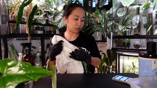 I Got A Bunch Of New Plants PART 2 / Repot & Chat #13