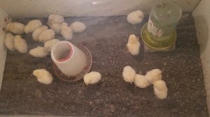 несушка Коралл Ник балапандары....