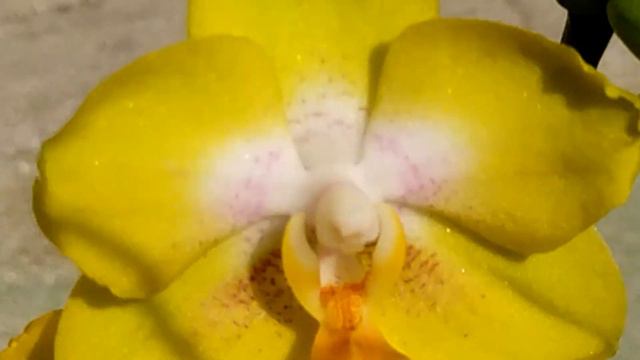 Новые орхидеи. Азиатские орхидеи КРАСОТА. Орхидеи - подарок. смотреть онлайн