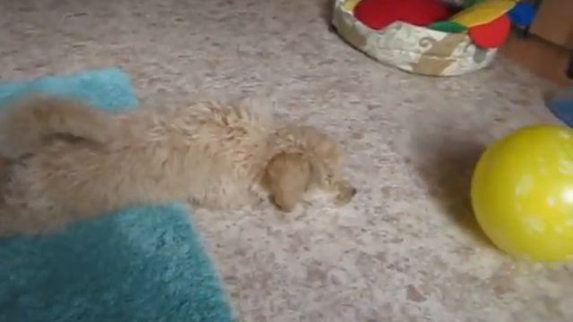 Мася и желтый воздушный шарик смотреть онлайн