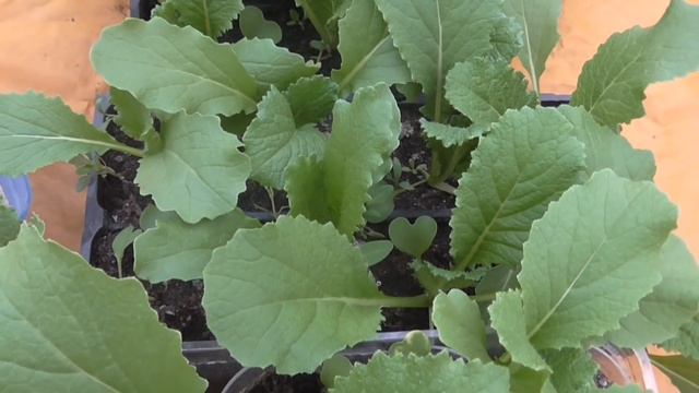 МАЛЕНЬКАЯ ХИТРОСТЬ ПРИ ПОСАДКЕ ПЕКИНСКОЙ КАПУСТЫ смотреть онлайн