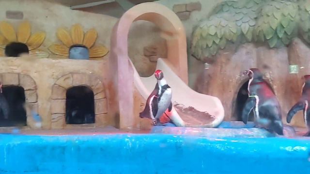 PENGUINS PLAYGROUND смотреть онлайн