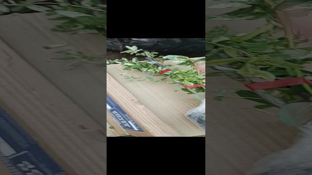 отправка и упаковка посылки с растениями 1 часть смотреть онлайн