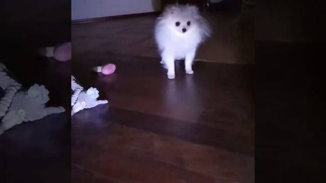 шпиц песни весело музыка девочки Spitz