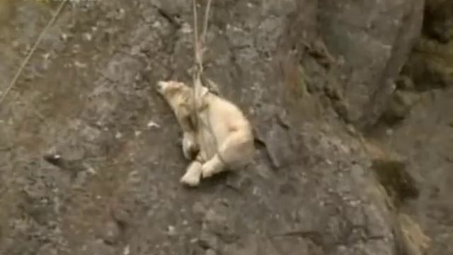 Белого медведя сбросили с горы смотреть онлайн