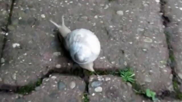 Редкие животные альбиносы смотреть онлайн