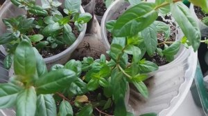 Дербенник иволистный, рассада после прищипки