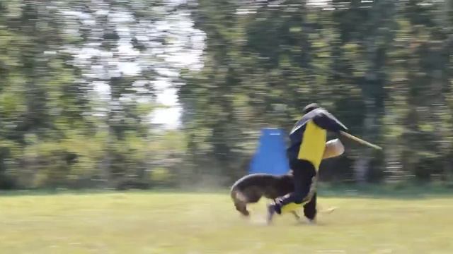 ЧЕМПИОНАТ РКФ ПО IGP III, КВАЛИФИКАЦИОННЫЕ ИСПЫТАНИЯ ПО IGP I, II, BH/VT. Звездный Август 2019